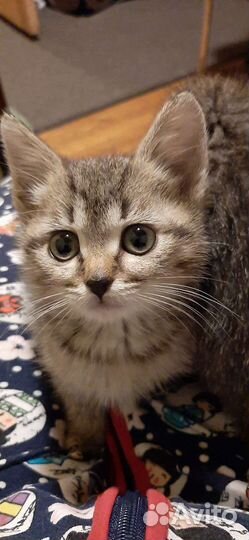 Котята-девочка и мальчик в добрые ручки