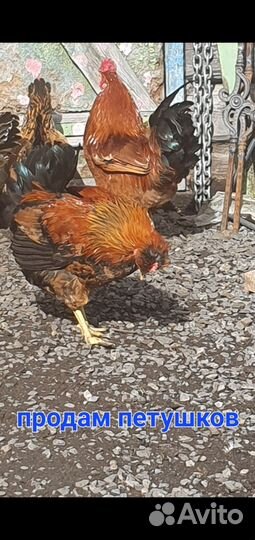 Продам петуха