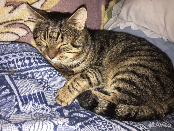 Бросили шикарного кота