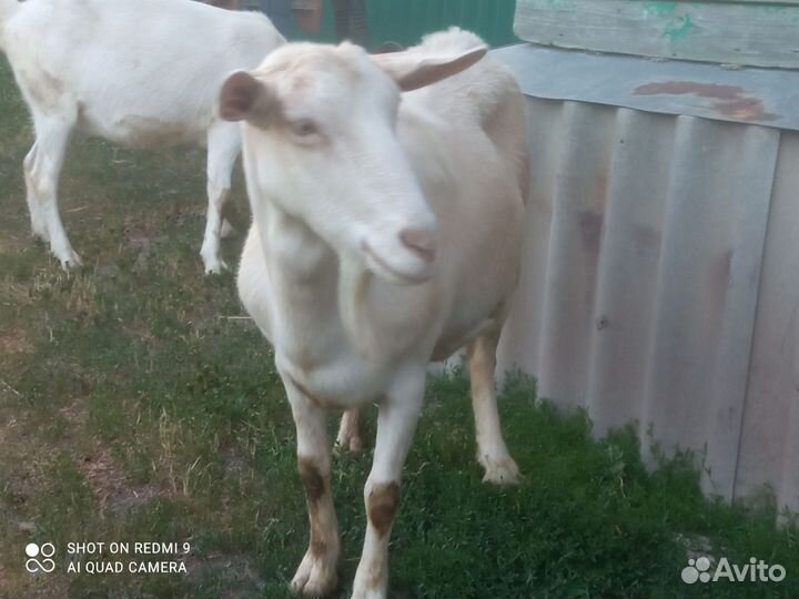 Коза дойная