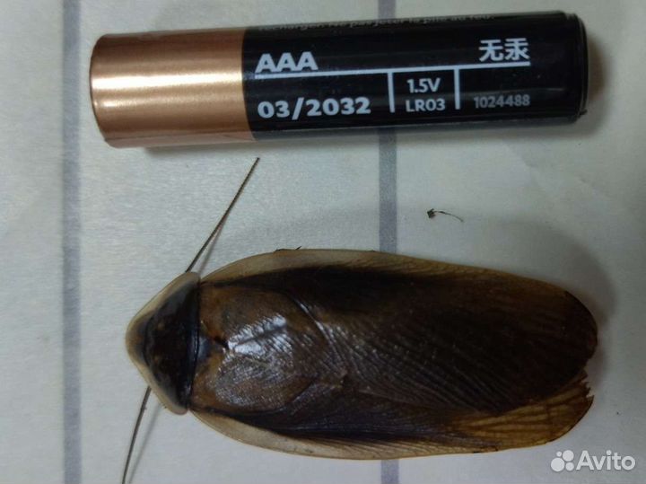 Корма для животных