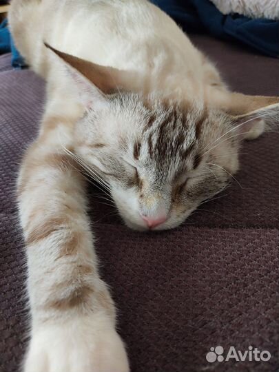 Потерялся кот