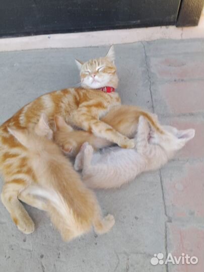 Котята отдам бесплатно