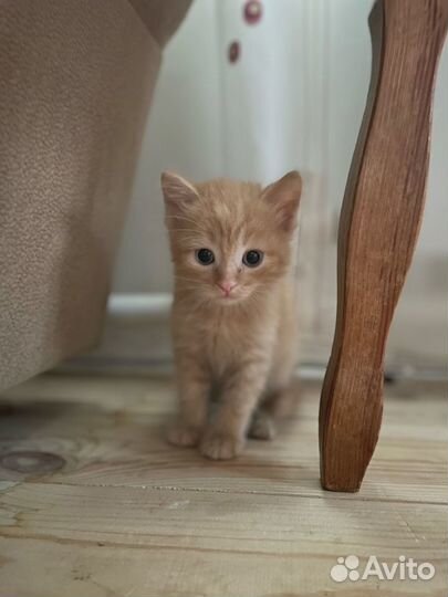 Котик в добрые руки