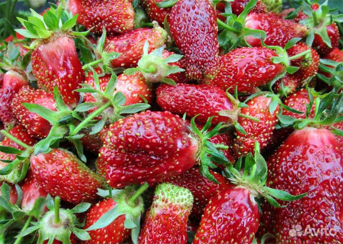 Усы клубника Купчиха стакан рассада