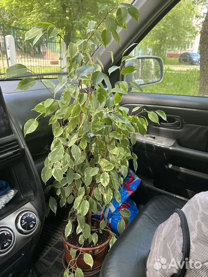 Фикус бенджамина