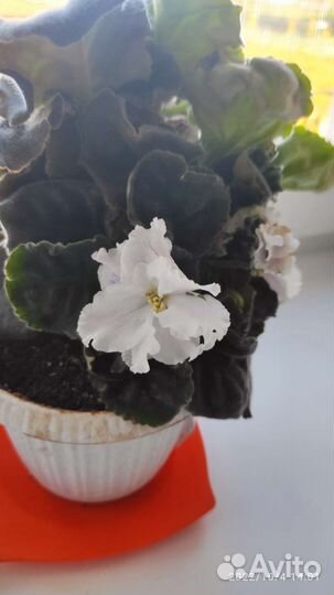 Детки сортовых фиалок хорошо пророщенные