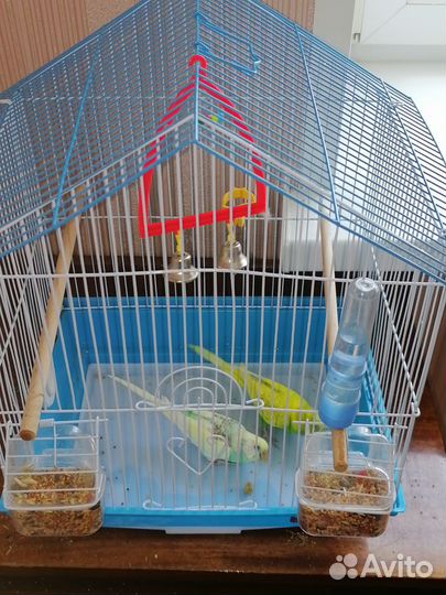 Волнистый попугай с клеткой