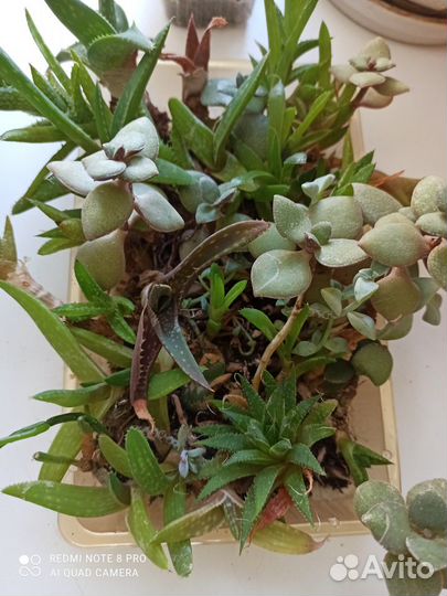 Суккуленты