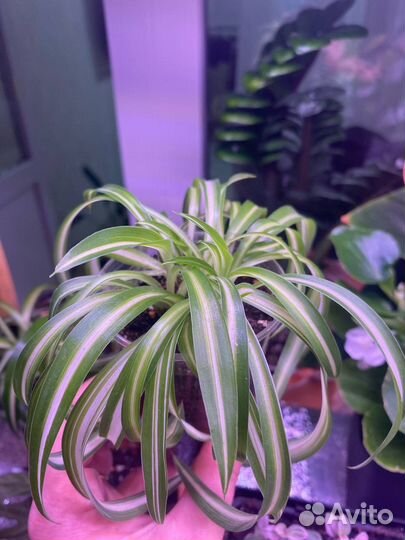 Хлорофитум