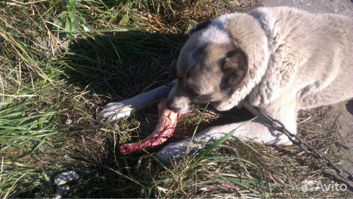 Корм для собак и кошек мясо говядины,индейки