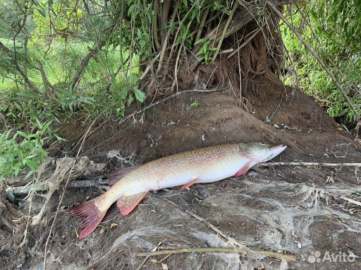 Рыбалка С гидом В новосибирске река Обь