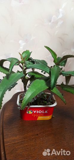 Каланхоэ лечебное