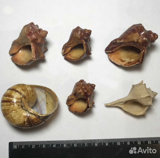 Ракушка Рапан Белемнит Окаменелости Шишки