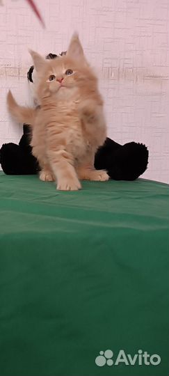 Котята мейн-кун