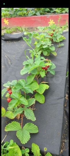 Дом 42 м² на участке 18 сот.