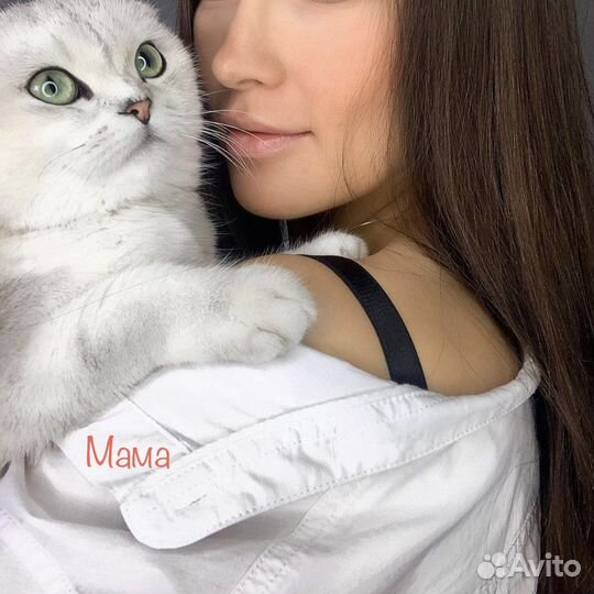 Шотландские котята серебристая шиншилла