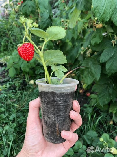 Клубника саженцы ремонтантная Альбион 70 р