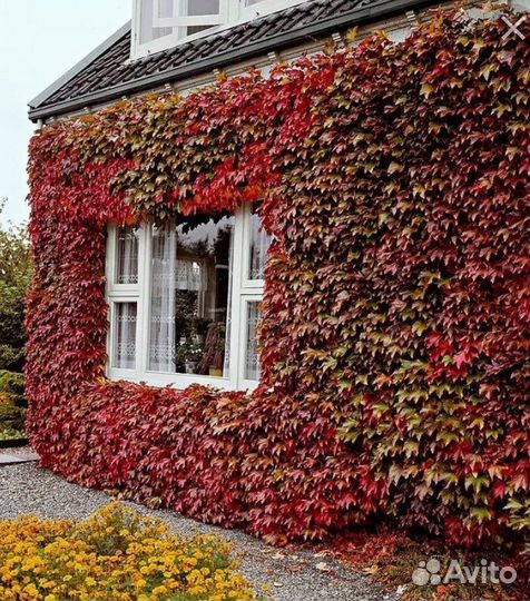 Девичий виноград