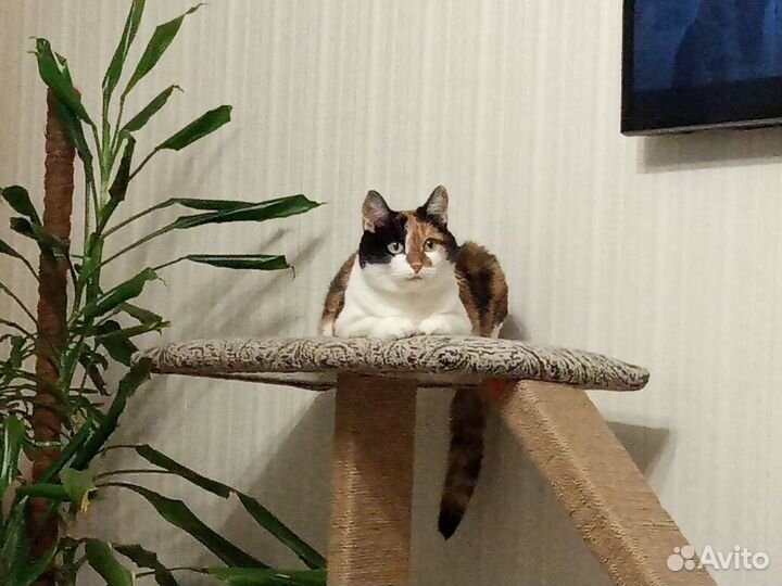 Когтеточка большая