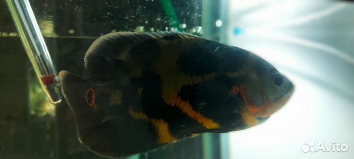 Цихлозомы чернополосые