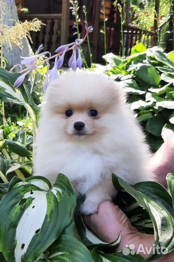 Померанский шпиц мальчик