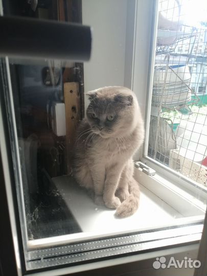 Шотландская
