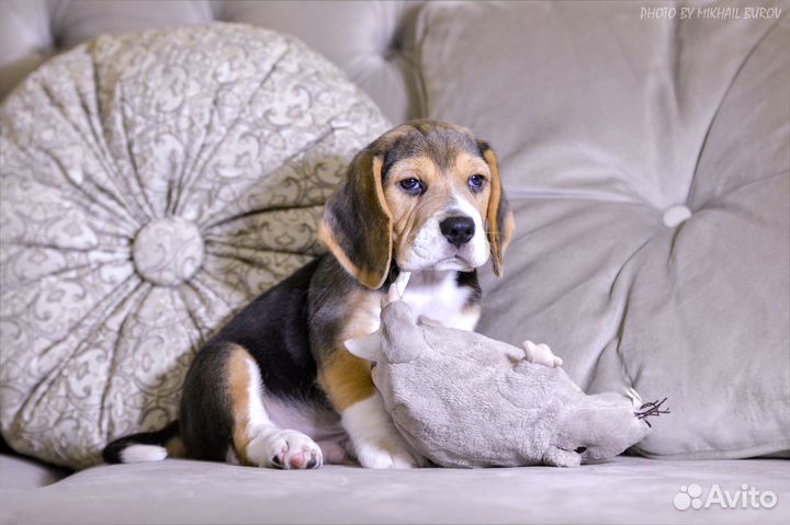 Щенки бигль