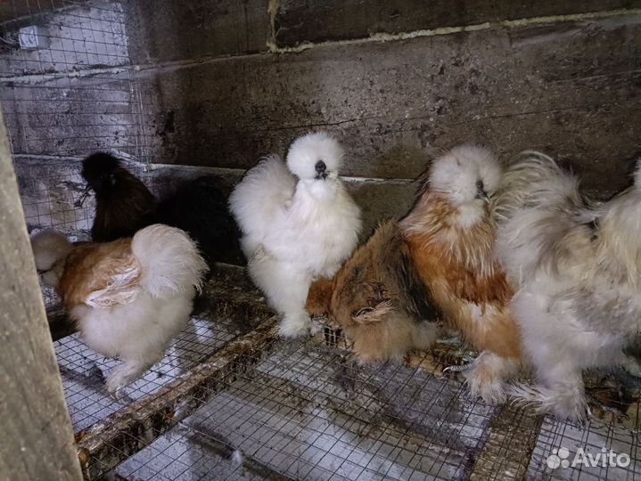 Китайские шелковые петухи