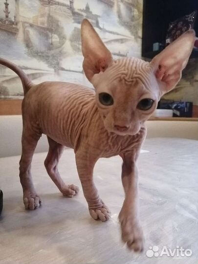 Канадский сфинкс котята