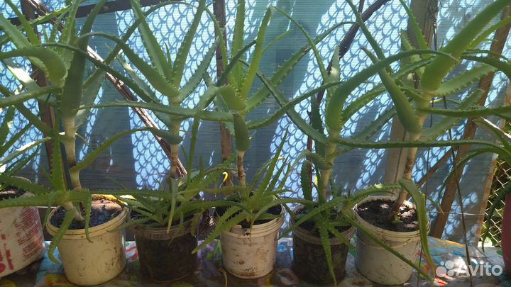 Алоэ древовидное (столетник)