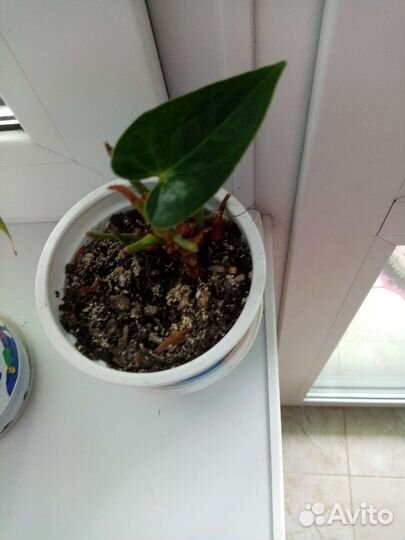 Спатифиллум, антуриум