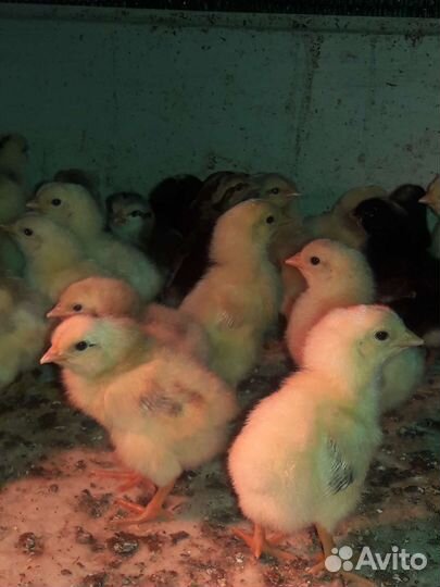Цыплята