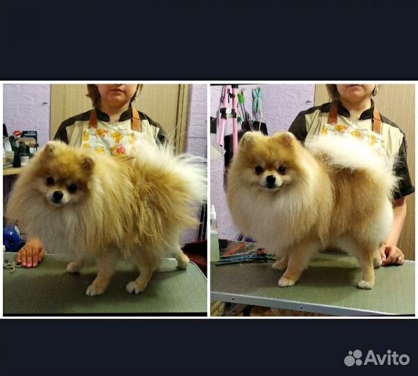 Груминг шпица