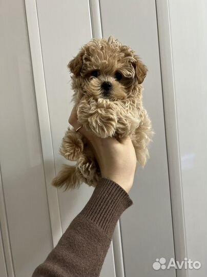 Мальтипу ф1 микро baby face мальчик Корея