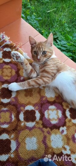 Продам котенка