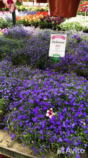 Рассада цинерария бегония для клумбы