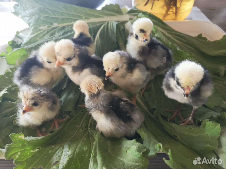 Куриные инкубационные яйца