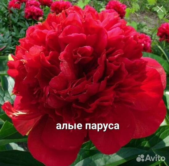Пионы древовидные шикаргые сорта