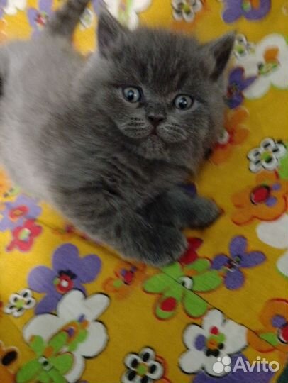 Британские котята