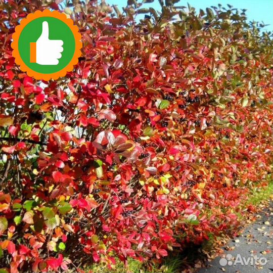 Живая изгородь из черноплодной рябины(аронии) 5 шт