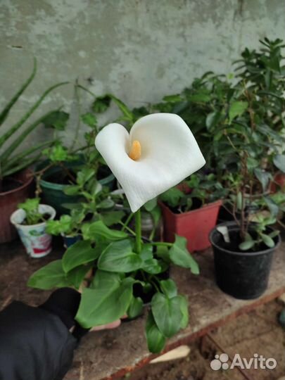 Комнатные цветы калла