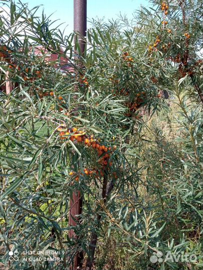 Саженцы, рассада