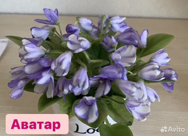 Мини и полумини фиалки