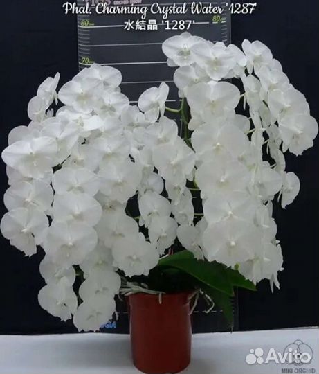 Орхидея Phal.В наличии. Crystal Water