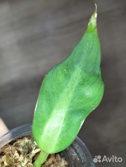 Филодендрон Crassinervium