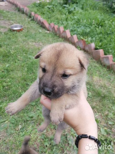 Помесь шарпея