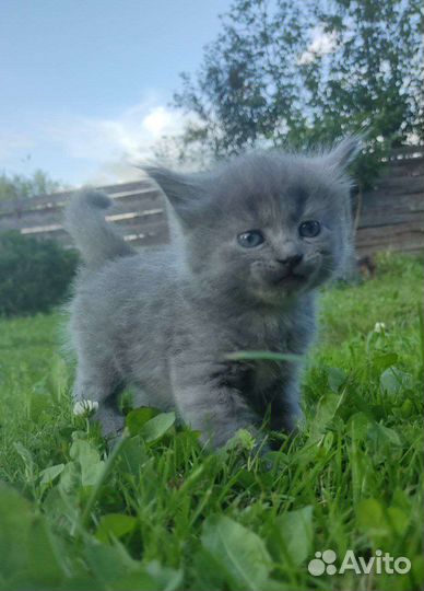 Котенок мальчик бесплатно