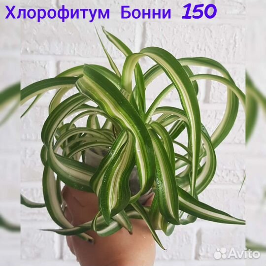 Продам цветы комнатные