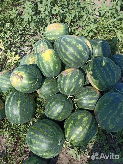 Арбуз оптом